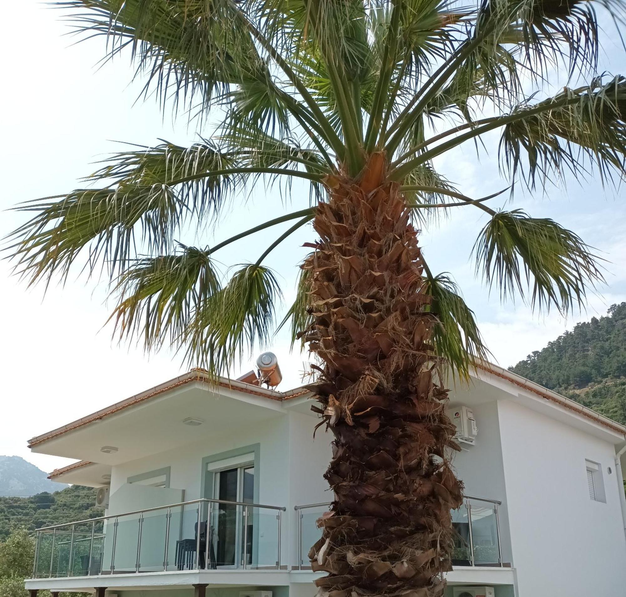 Olive Garden Villas And Apartments Хриси-Амудия Номер фото